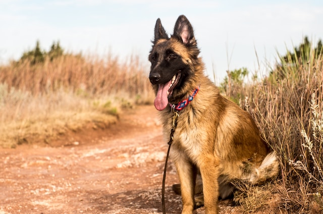 1 Max I 10 nomi per cani più belli funfacts it